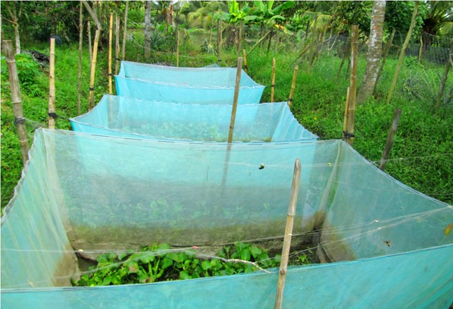 100.000 đồng/con rắn giống hút người nuôi miền Tây