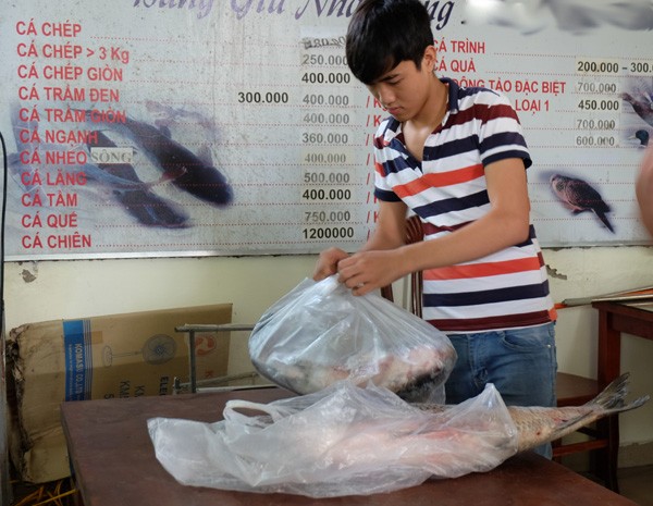 Cận cảnh loài cá có giá 1 chỉ vàng/1 kg tại Hà Nội