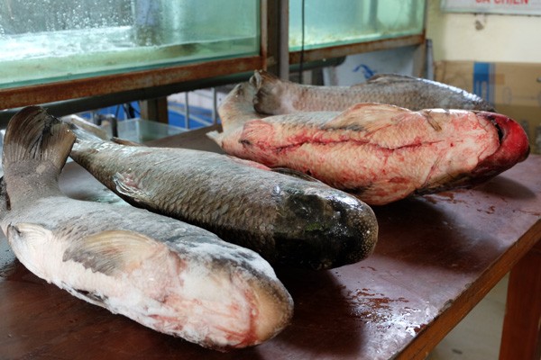 Cận cảnh loài cá có giá 1 chỉ vàng/1 kg tại Hà Nội