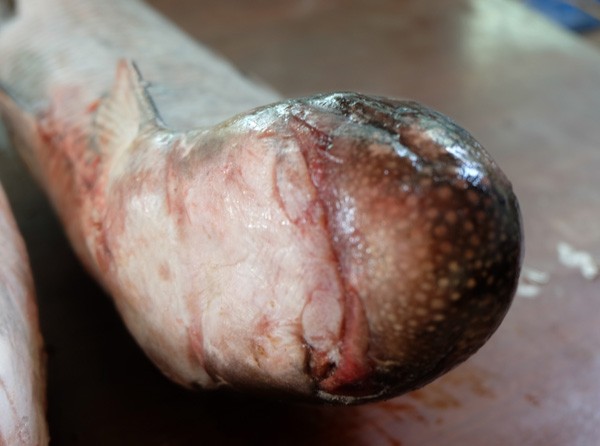 Cận cảnh loài cá có giá 1 chỉ vàng/1 kg tại Hà Nội