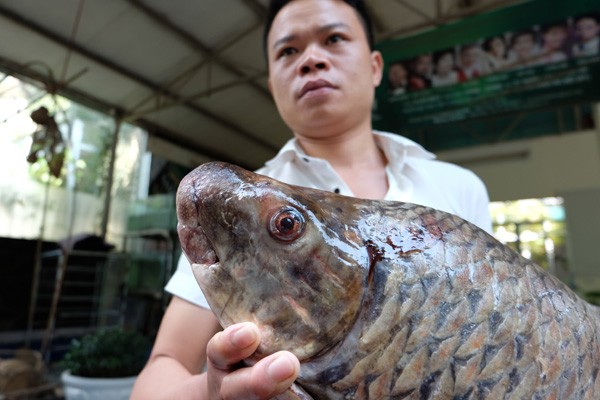 Cận cảnh loài cá có giá 1 chỉ vàng/1 kg tại Hà Nội