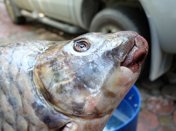 Cận cảnh loài cá có giá 1 chỉ vàng/1 kg tại Hà Nội