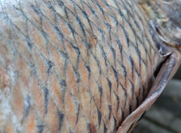 Cận cảnh loài cá có giá 1 chỉ vàng/1 kg tại Hà Nội