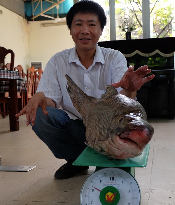 Cận cảnh loài cá có giá 1 chỉ vàng/1 kg tại Hà Nội
