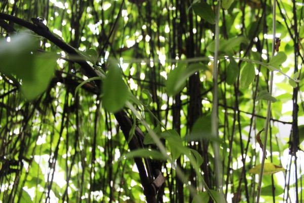 Ngôi nhà chằng chịt dây leo của ông lão gần 70 tuổi tại Hà Nội