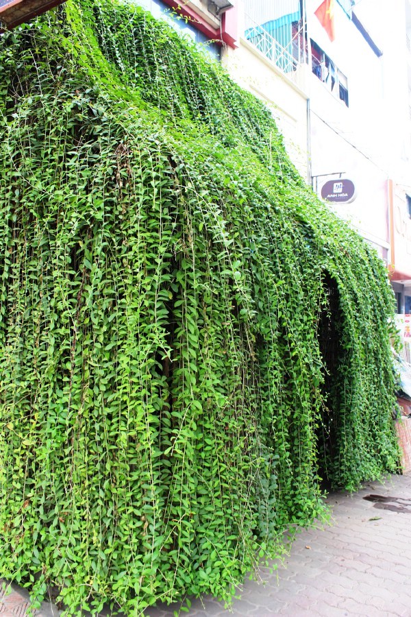 Ngôi nhà chằng chịt dây leo của ông lão gần 70 tuổi tại Hà Nội