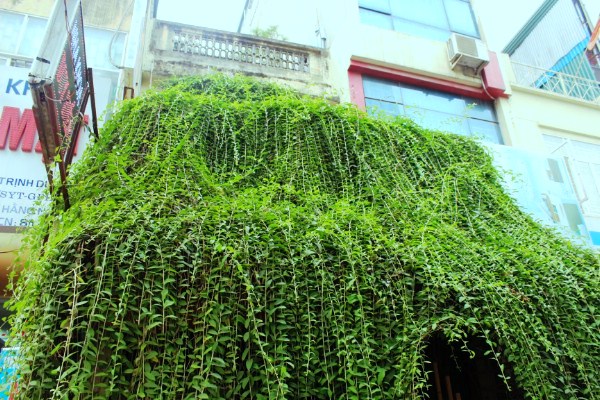 Ngôi nhà chằng chịt dây leo của ông lão gần 70 tuổi tại Hà Nội