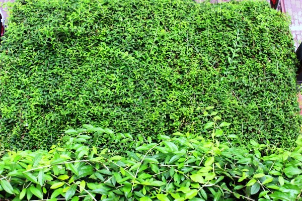 Ngôi nhà chằng chịt dây leo của ông lão gần 70 tuổi tại Hà Nội