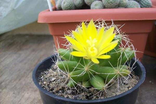 5 vật dụng không nên giữ trong nhà