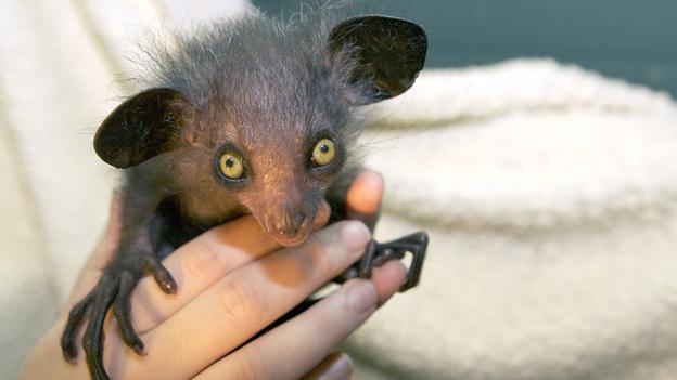 8 loài vật xấu xí trước nguy cơ tuyệt chủng 8 loài vật xấu xí trước nguy cơ tuyệt chủng