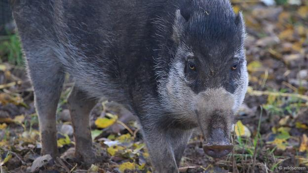 8 loài vật xấu xí trước nguy cơ tuyệt chủng 8 loài vật xấu xí trước nguy cơ tuyệt chủng