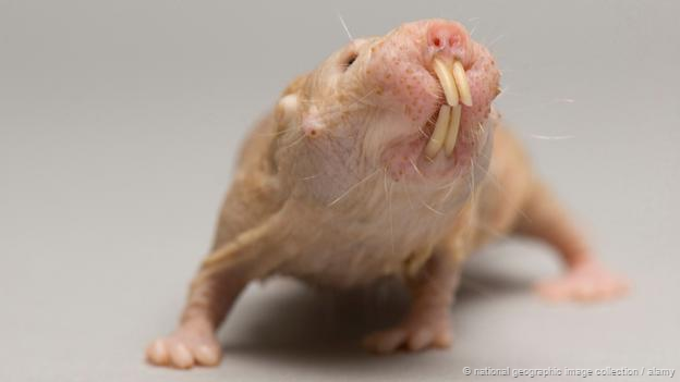 8 loài vật xấu xí trước nguy cơ tuyệt chủng 8 loài vật xấu xí trước nguy cơ tuyệt chủng