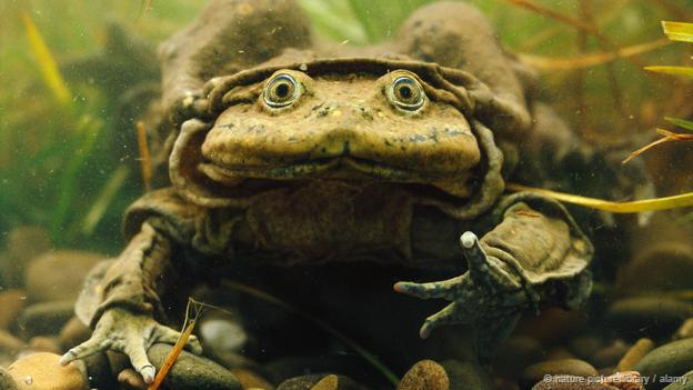 8 loài vật xấu xí trước nguy cơ tuyệt chủng 8 loài vật xấu xí trước nguy cơ tuyệt chủng