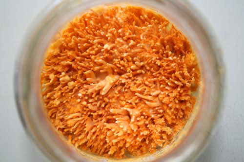 Đông trùng hạ thảo bạc tỷ có giá 7 triệu đồng/kg ở VN 