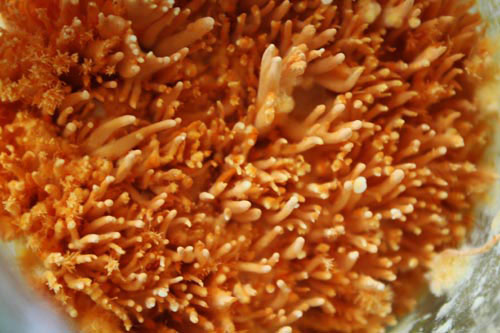 Đông trùng hạ thảo bạc tỷ có giá 7 triệu đồng/kg ở VN 