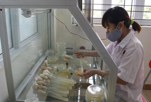 Đông trùng hạ thảo bạc tỷ có giá 7 triệu đồng/kg ở VN 