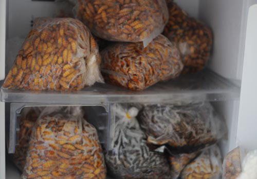 Đông trùng hạ thảo bạc tỷ có giá 7 triệu đồng/kg ở VN 