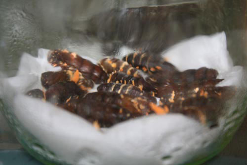 Đông trùng hạ thảo bạc tỷ có giá 7 triệu đồng/kg ở VN 