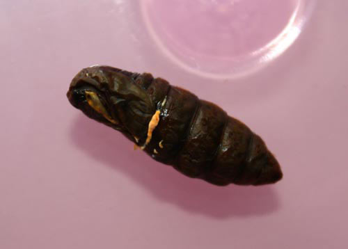 Đông trùng hạ thảo bạc tỷ có giá 7 triệu đồng/kg ở VN 