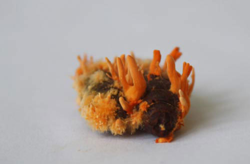 Đông trùng hạ thảo bạc tỷ có giá 7 triệu đồng/kg ở VN 