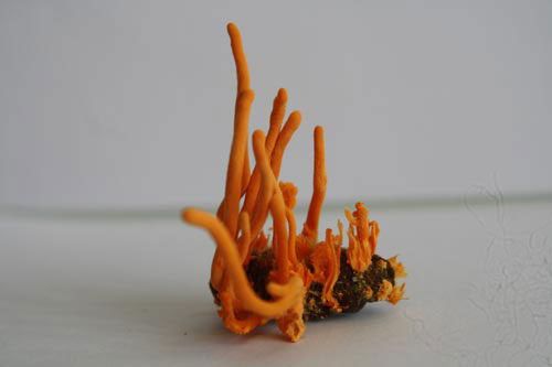 Đông trùng hạ thảo bạc tỷ có giá 7 triệu đồng/kg ở VN 