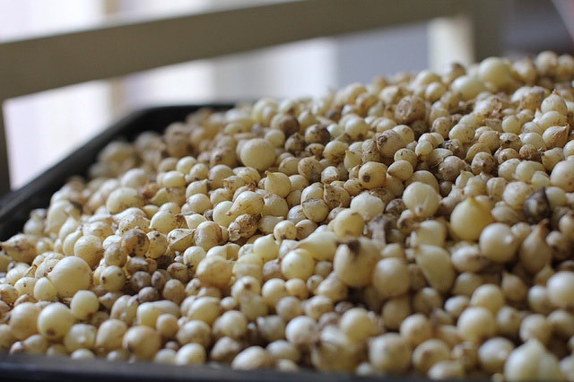 Vì sao củ nén có thể xua đuổi rắn lục đuôi đỏ?