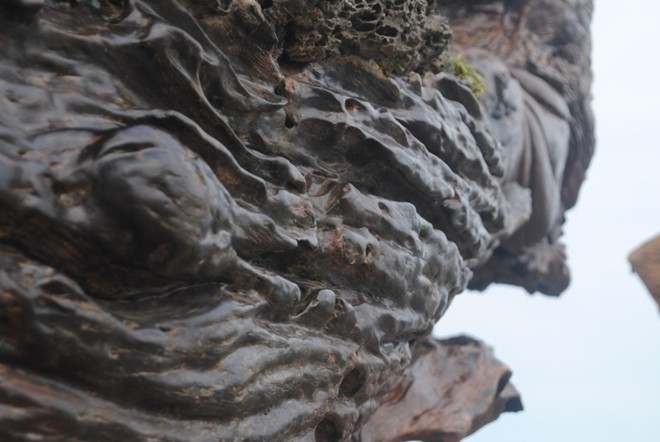 Chậu cây dáng rồng độc nhất vô nhị giá gần 10 tỷ đồng