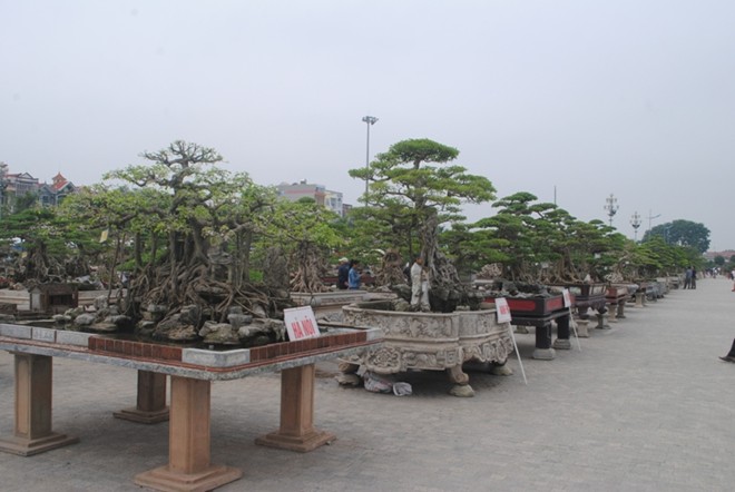 Chậu cây dáng rồng độc nhất vô nhị giá gần 10 tỷ đồng