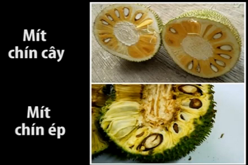 Cách phân biệt hoa quả chín tự nhiên và thúc chín bằng hóa chất