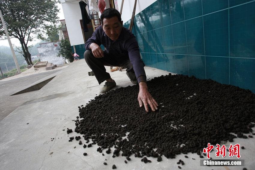 Thực hư phương thuốc chữa ung thư bằng phân bò ở Trung Quốc Thực hư phương thuốc chữa ung thư bằng phân bò ở Trung Quốc