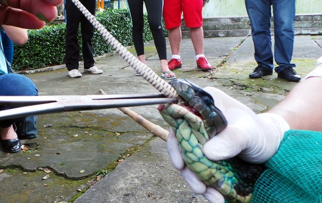 Hổ mang chúa dài 3,1 mét được đút mồi... tận miệng