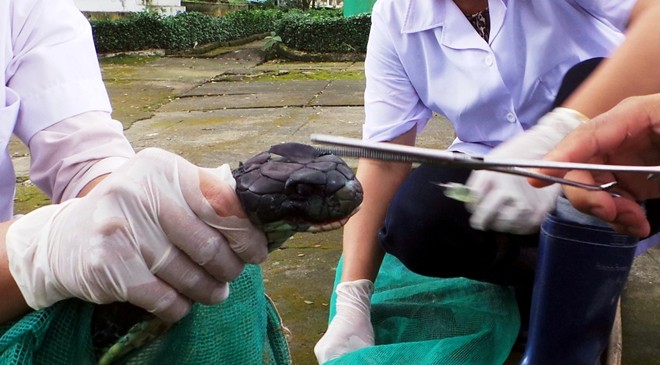 Hổ mang chúa dài 3,1 mét được đút mồi... tận miệng