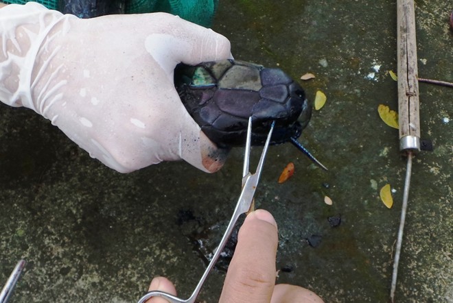 Hổ mang chúa dài 3,1 mét được đút mồi... tận miệng