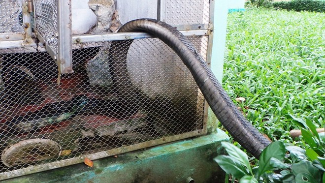 Hổ mang chúa dài 3,1 mét được đút mồi... tận miệng