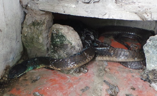 Hổ mang chúa dài 3,1 mét được đút mồi... tận miệng