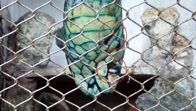 Hổ mang chúa dài 3,1 mét được đút mồi... tận miệng