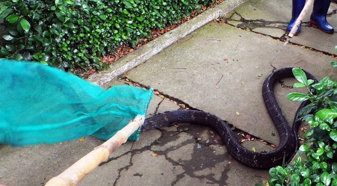 Hổ mang chúa dài 3,1 mét được đút mồi... tận miệng