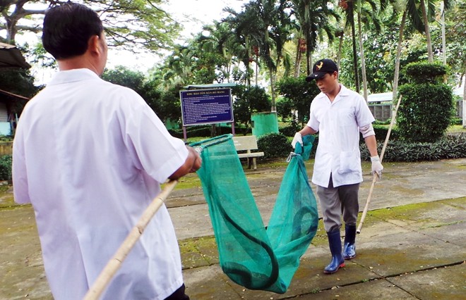 Hổ mang chúa dài 3,1 mét được đút mồi... tận miệng