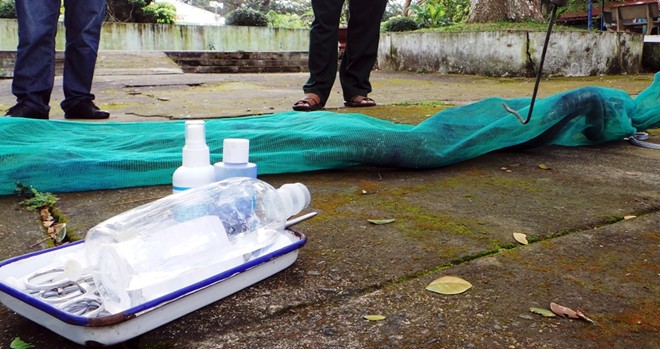 Hổ mang chúa dài 3,1 mét được đút mồi... tận miệng