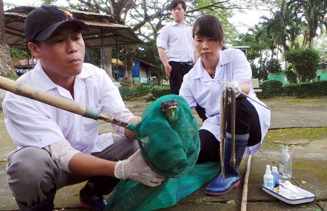 Hổ mang chúa dài 3,1 mét được đút mồi... tận miệng