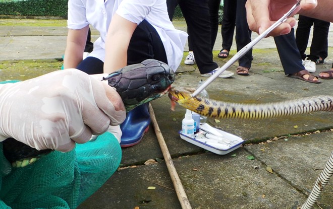 Hổ mang chúa dài 3,1 mét được đút mồi... tận miệng