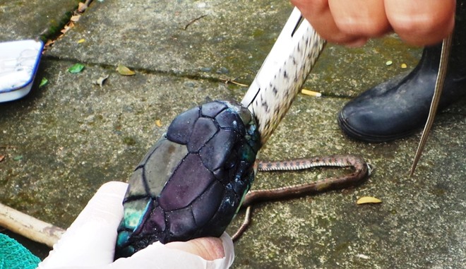 Hổ mang chúa dài 3,1 mét được đút mồi... tận miệng