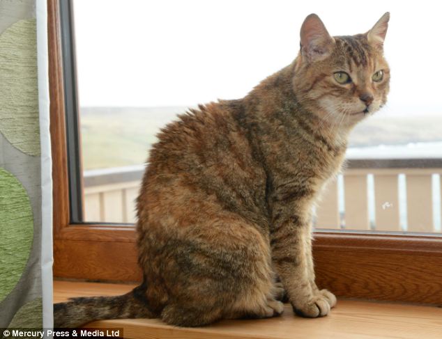 Hội ngộ chú mèo sau 11 năm mất tích