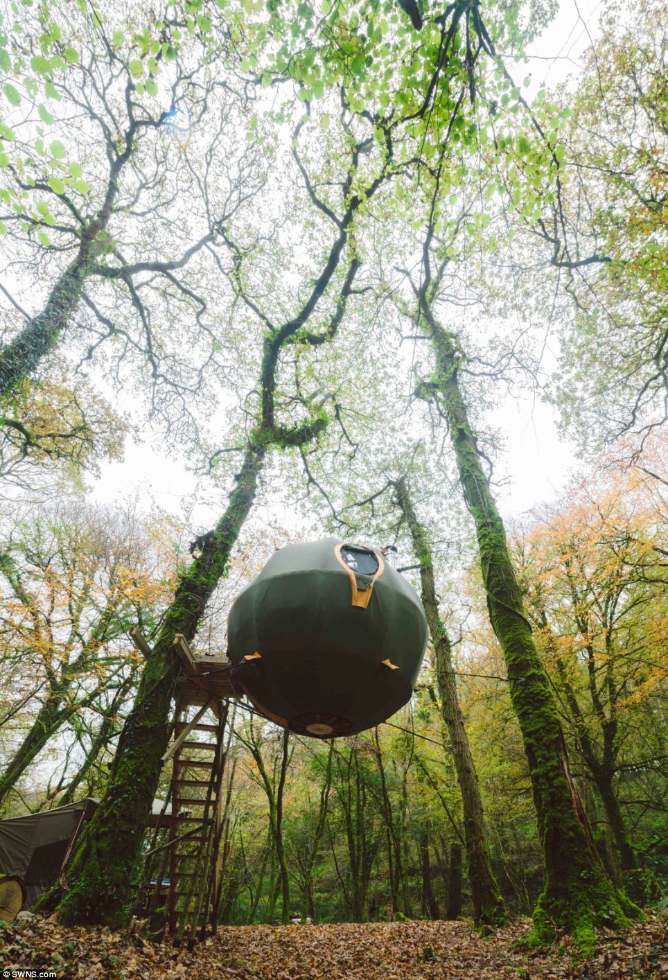 Chiêm ngưỡng khách sạn độc đáo “lơ lửng” trên cây