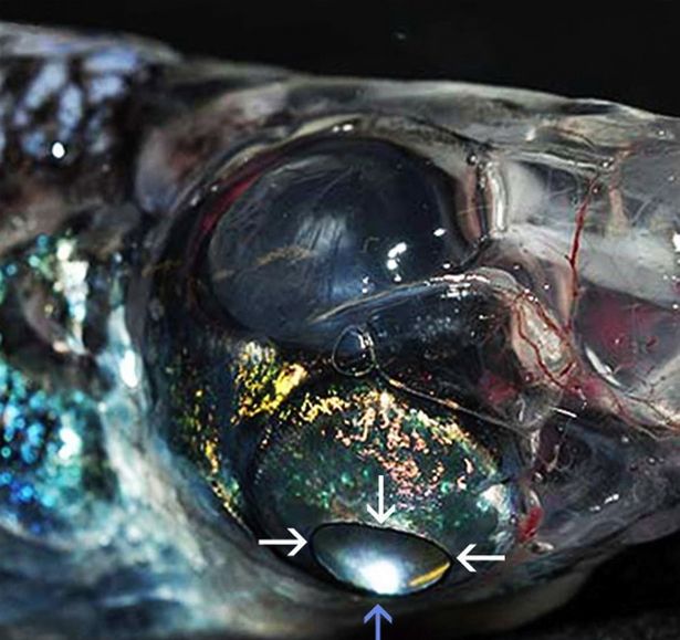 Cận cảnh loài cá bốn mắt dưới đại dương