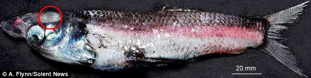 Cận cảnh loài cá bốn mắt dưới đại dương