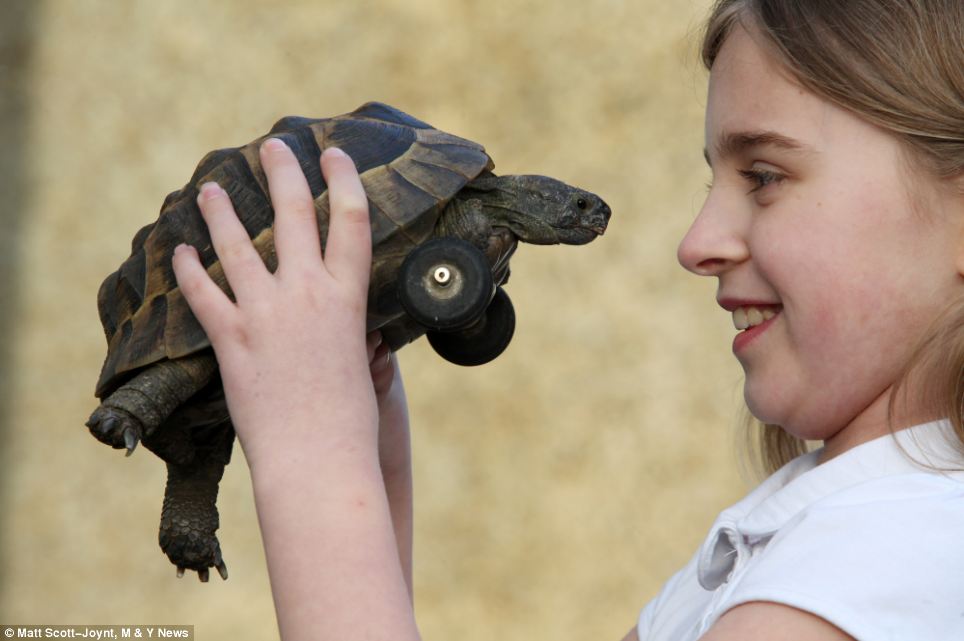 Cận cảnh cặp chân giả bằng bánh xe của chú rùa 25 tuổi