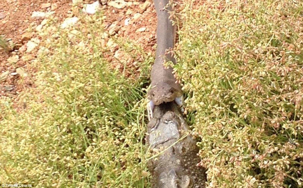 Kinh dị trăn khổng lồ ăn thịt cá sấu