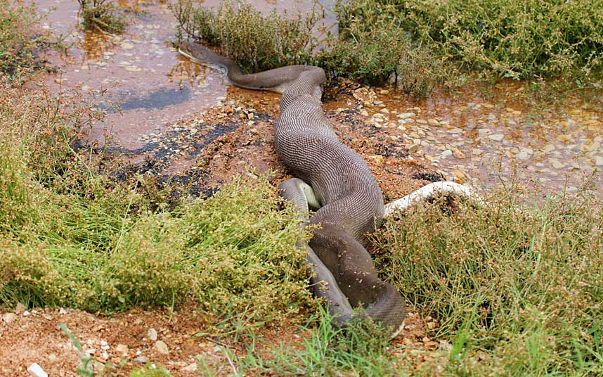 Cận cảnh trăn nuốt chửng cá sấu