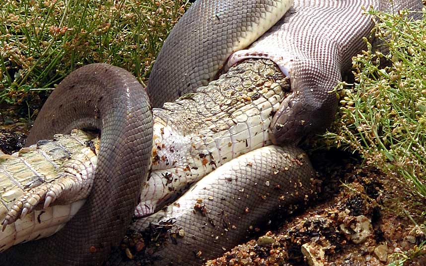 Cận cảnh trăn nuốt chửng cá sấu